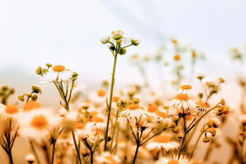 Champ de petites marguerites sauvages baignées de lumière naturelle.