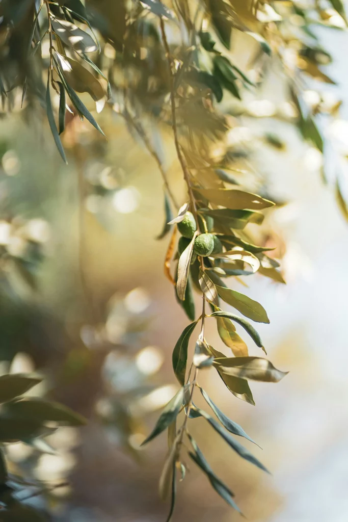 Branche d'olivier avec des olives vertes baignée de lumière.